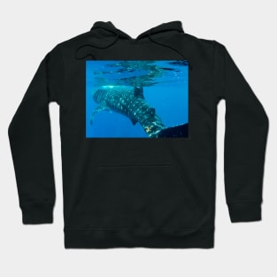 Whale Shark Caribbean Snorkel Swim Hoodie